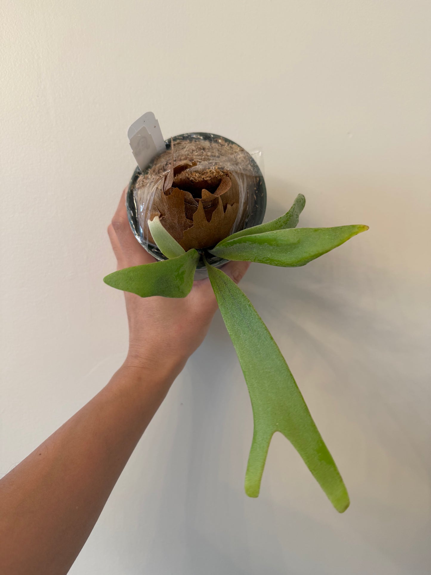 Platycerium Angry Birds pup