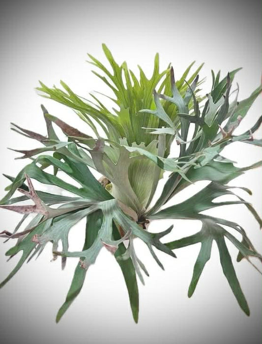 Platycerium Konayuki spore