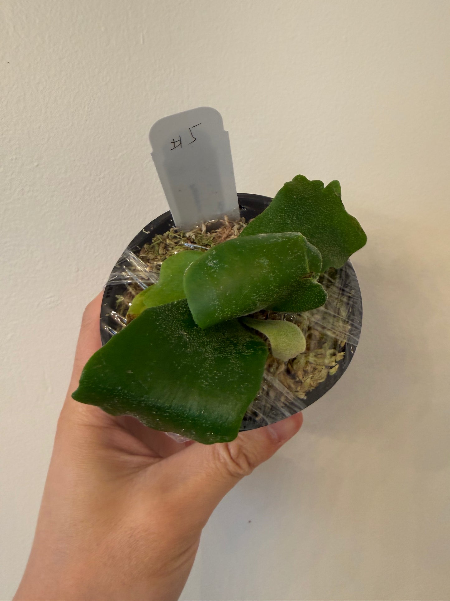 Rare Platycerium Spring Snow Spore