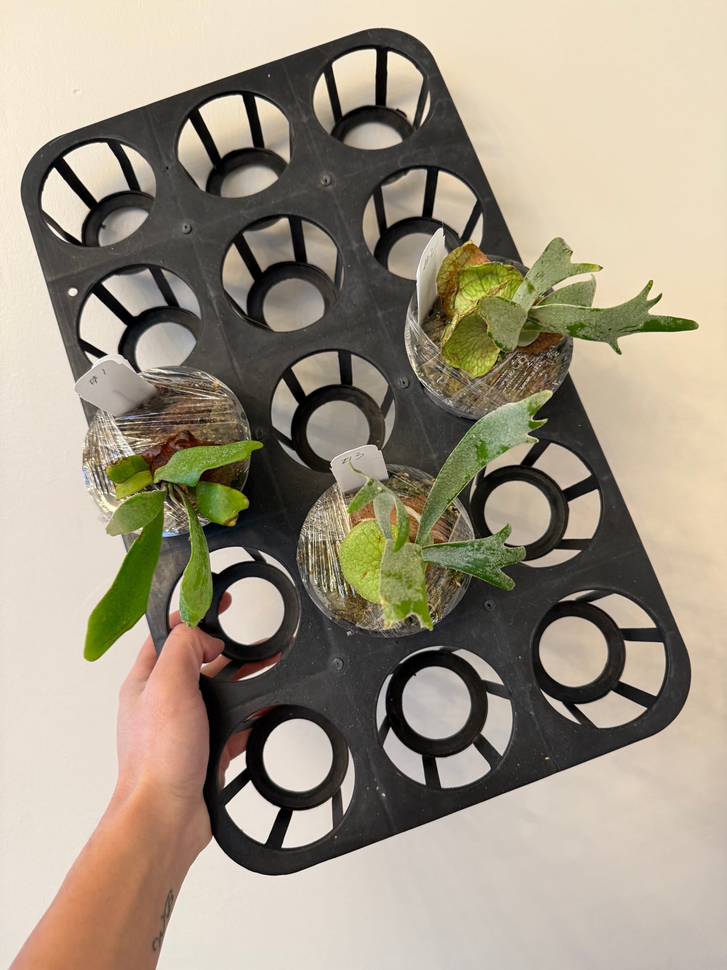 Platycerium Moonlight SBD#1 Spore