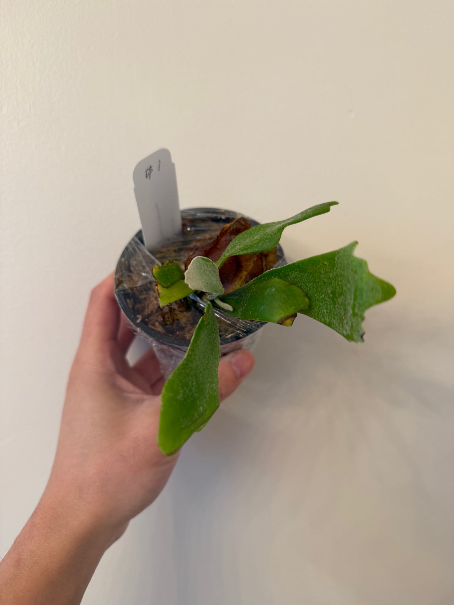 Platycerium Moonlight SBD#1 Spore