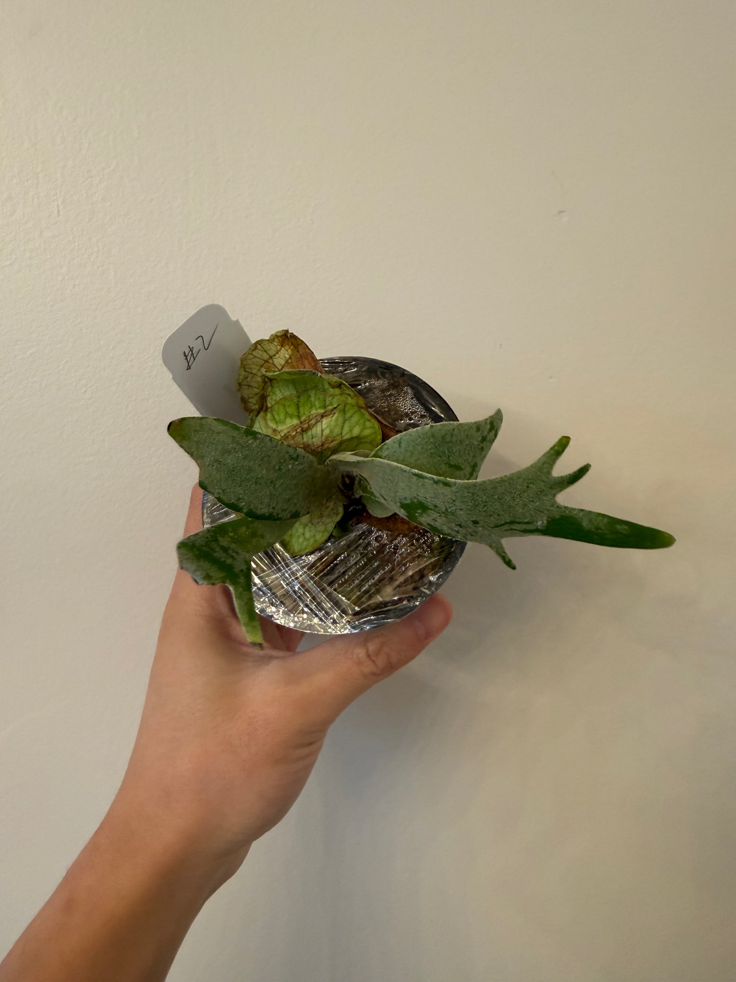 Platycerium Moonlight SBD#1 Spore