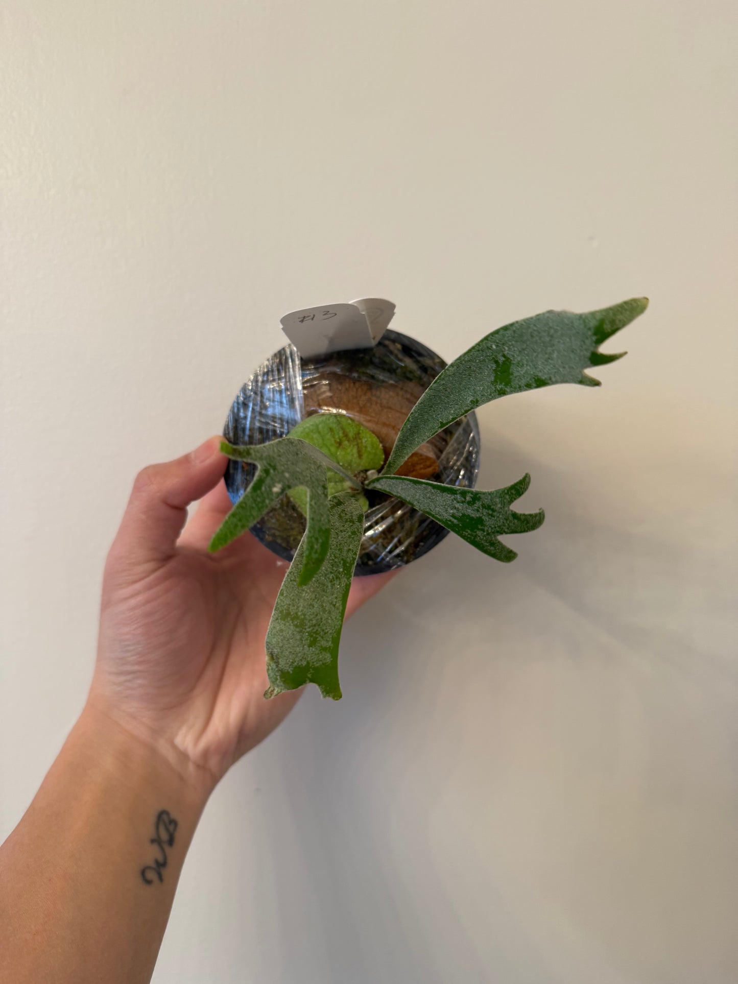 Platycerium Moonlight SBD#1 Spore