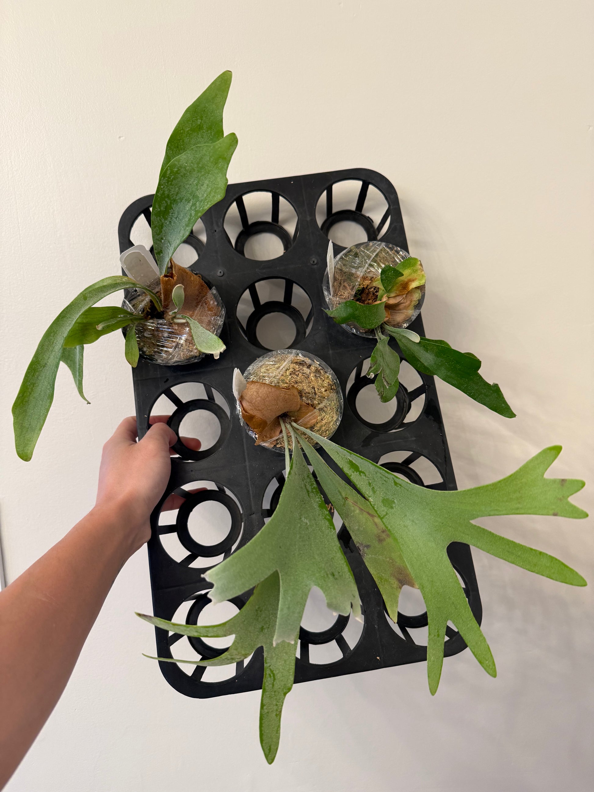HCorchids