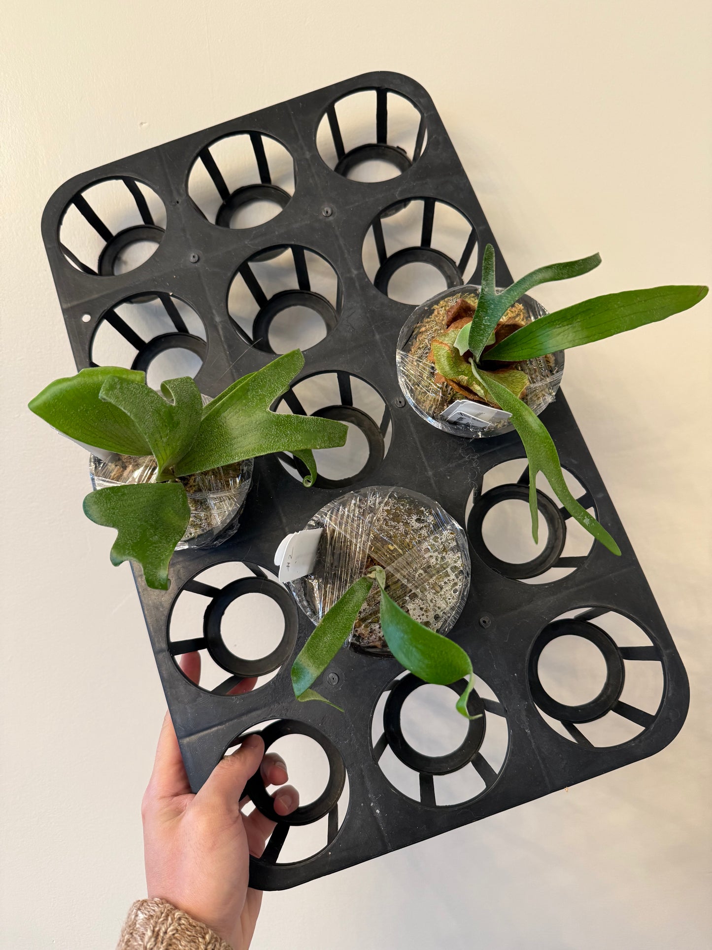 Three young Platycerium Moonlight SBD#1 x Alcicorne plants in pots, ready for planting. Unique spore mix for collectors.