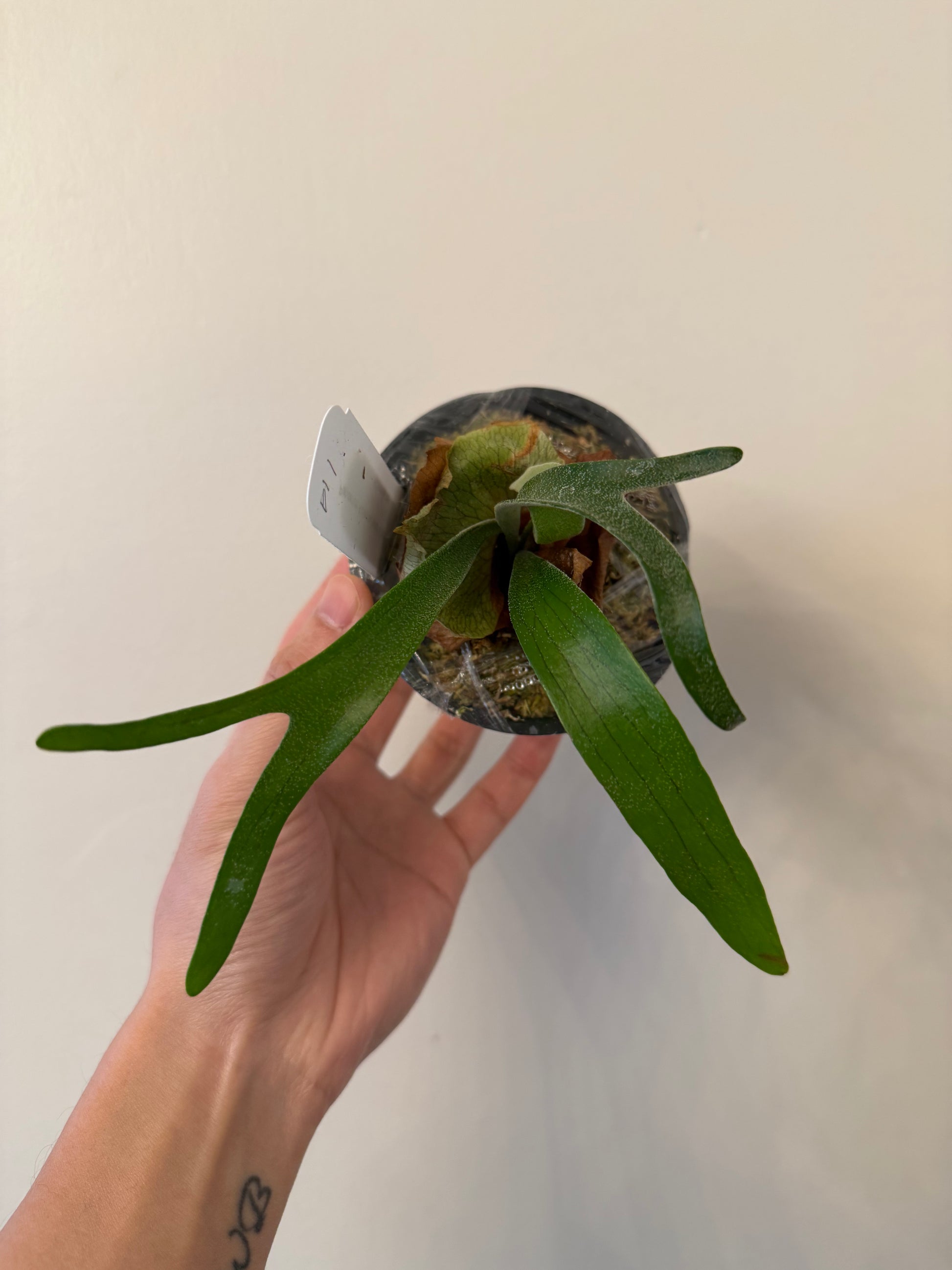 Single Platycerium Moonlight SBD#1 x Alcicorne seedling in pot, showing early frond development. Rare staghorn fern hybrid.