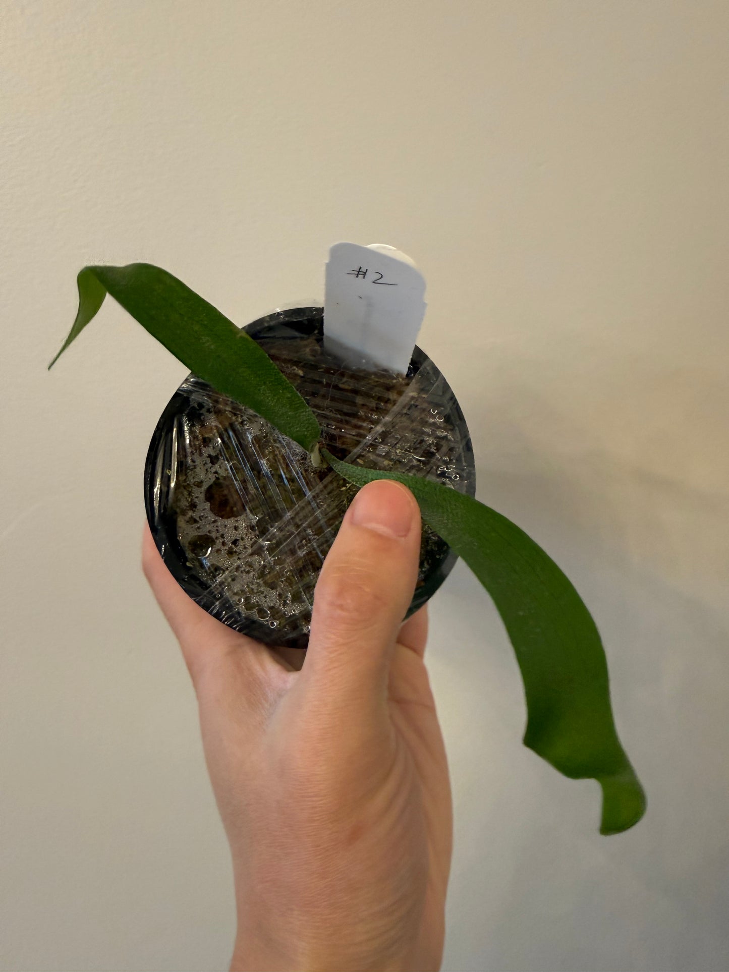 Close-up of Platycerium Moonlight SBD#1 x Alcicorne seedling labeled #2, wrapped in plastic. Ideal for plant enthusiasts.