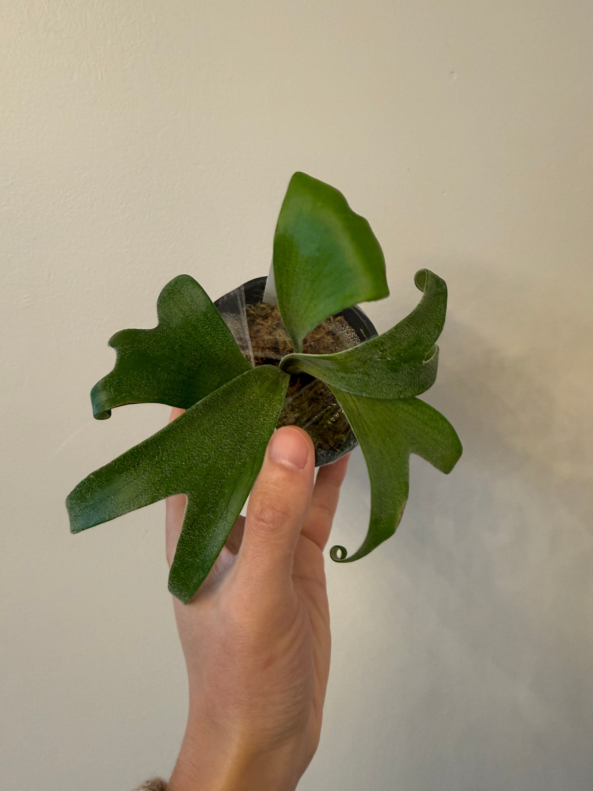 Platycerium Moonlight SBD#1 x Alcicorne spore mix plant with curled green fronds in a small pot, ideal for home garden decor.