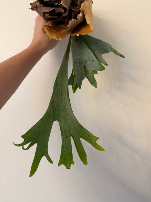 Platycerium Bifcrcatum White Crown Spore