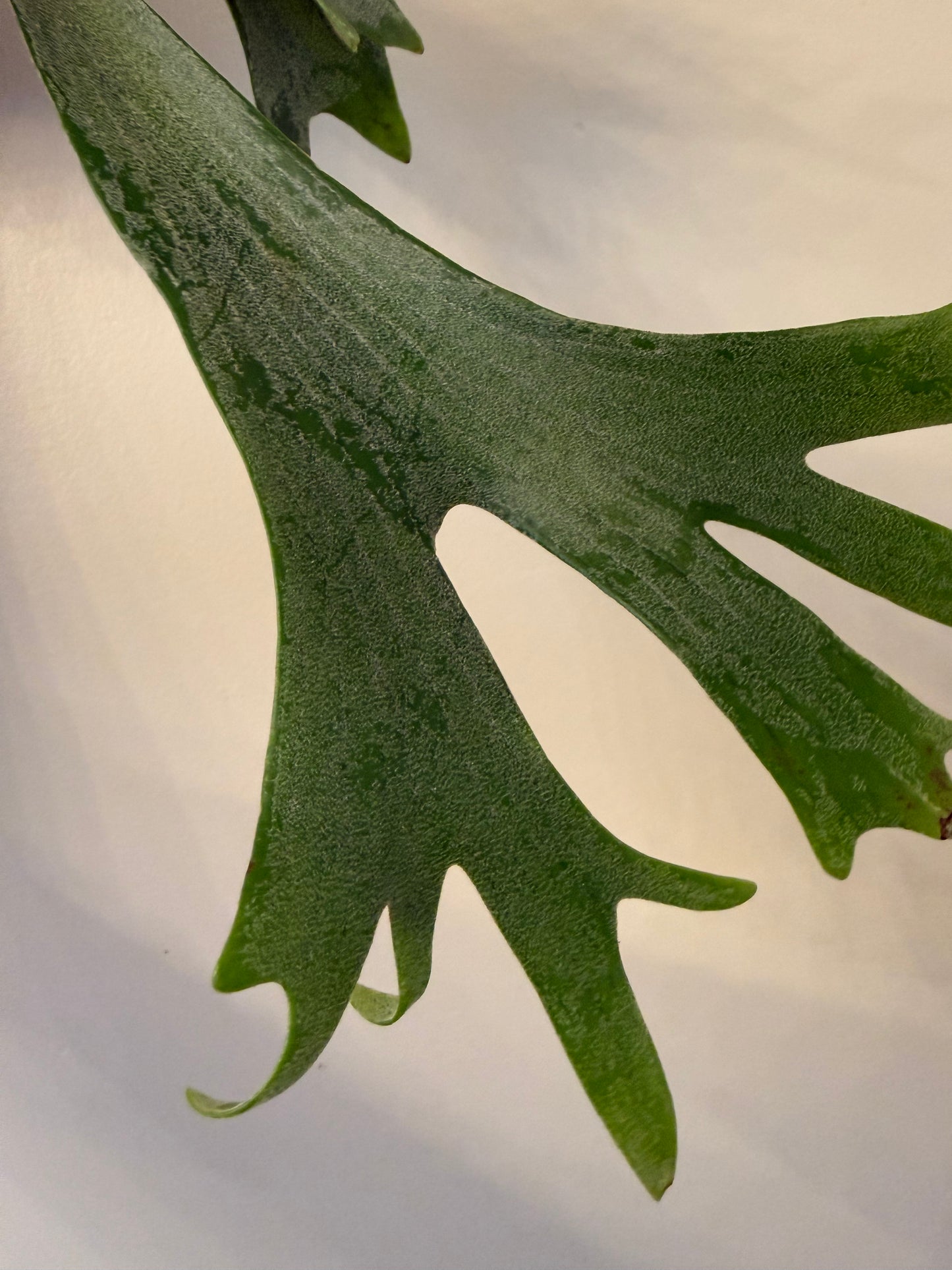 Platycerium Bifcrcatum White Crown Spore