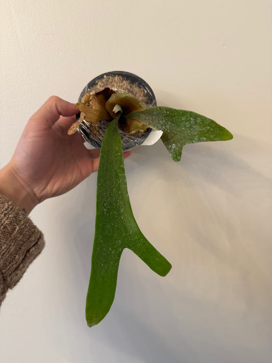 Platycerium Wild Cat spore