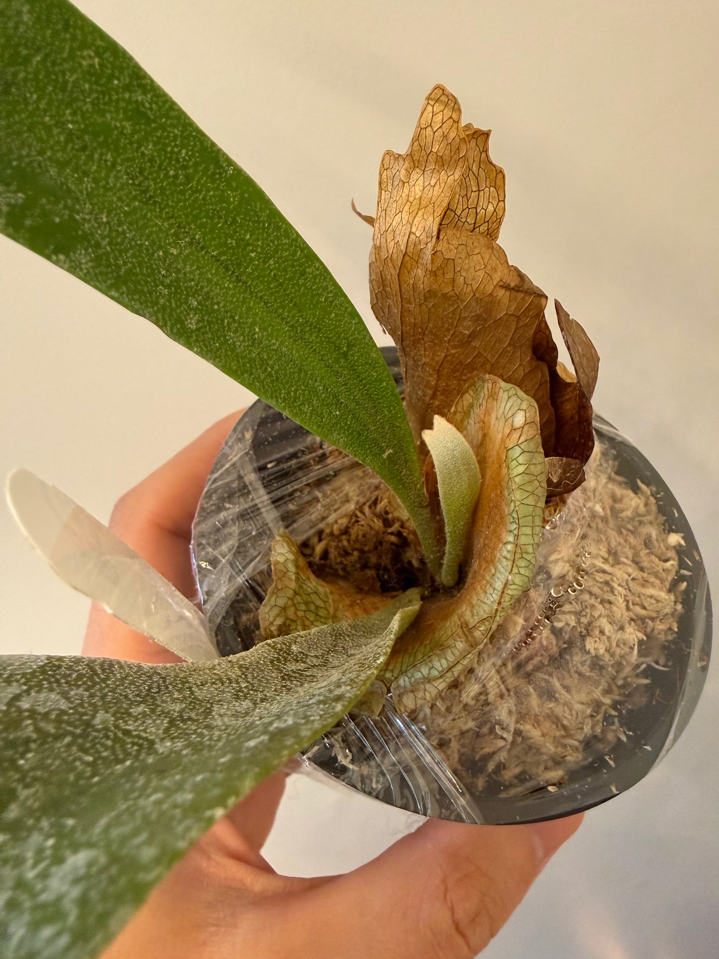 Platycerium Wild Cat spore