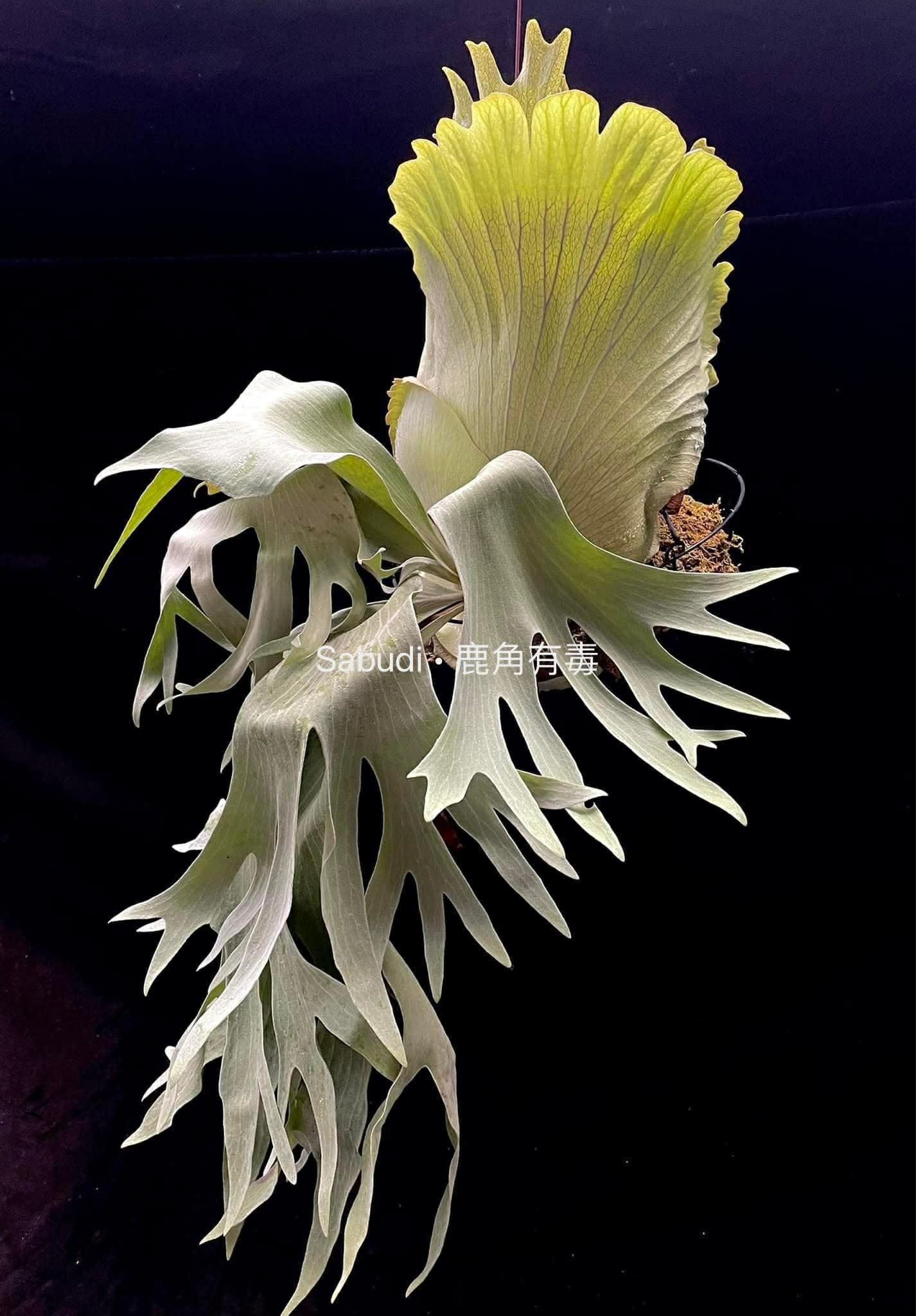 Platycerium Green Walls Pup