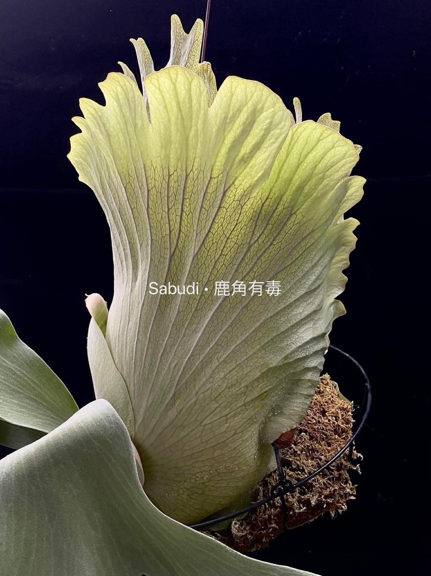 Platycerium Green Walls Pup