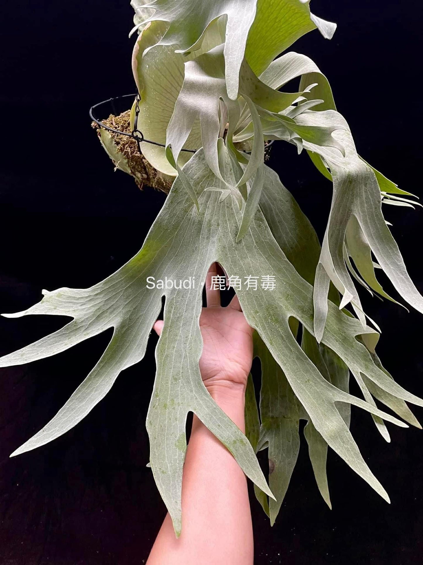 Platycerium Green Walls Pup