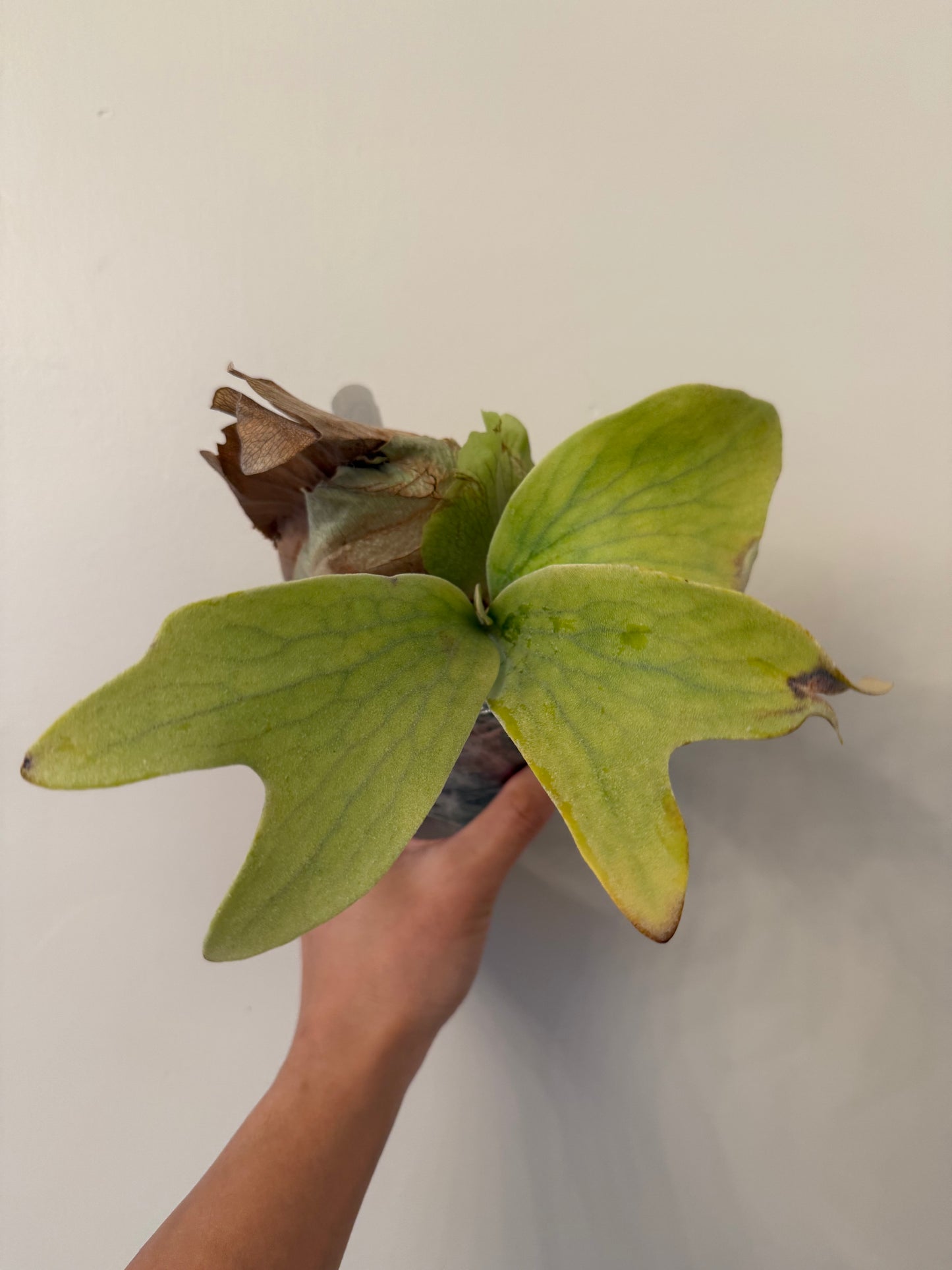 Platycerium Green Walls Pup