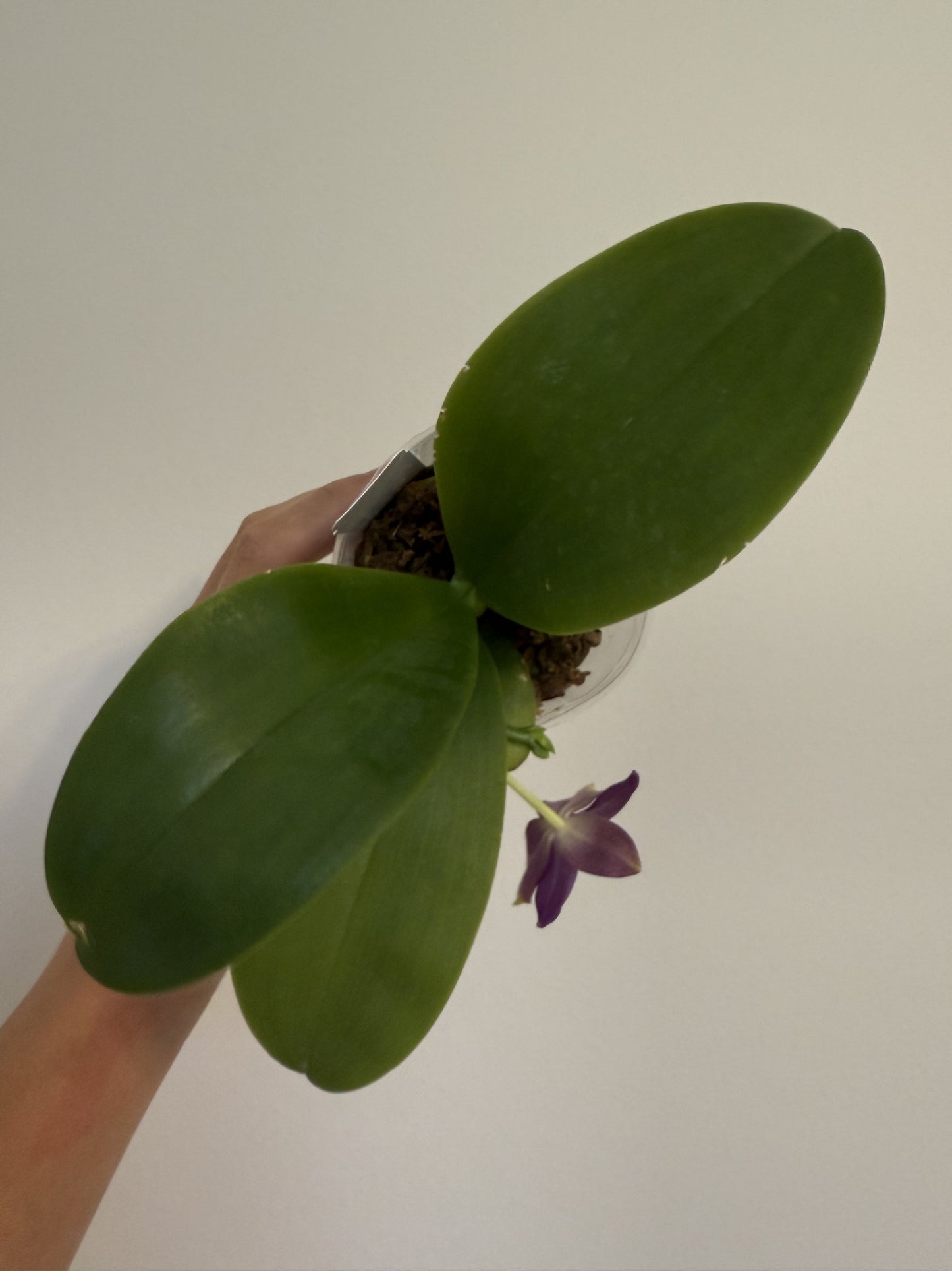 Phal. Norman's Blue Jennifer x Phal. Mainshow Blue Wave #1