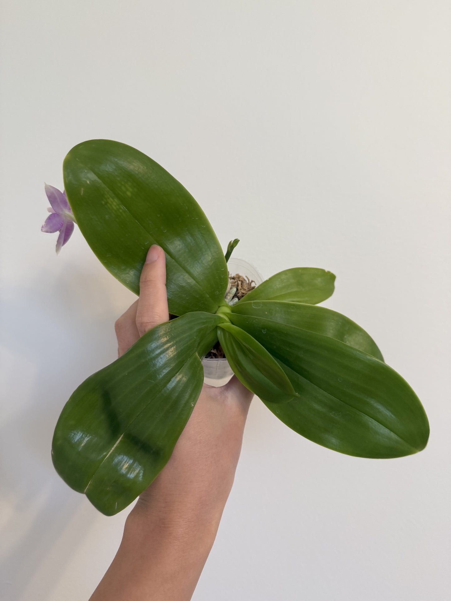 Phal. Mainshow Blue Tint x Phal. Mituo Purple Dragon