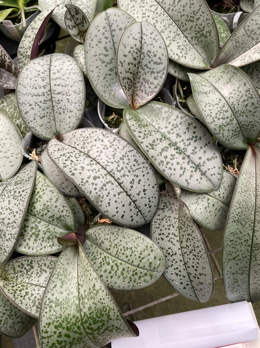 Phal. schilleriana sliver x jungle