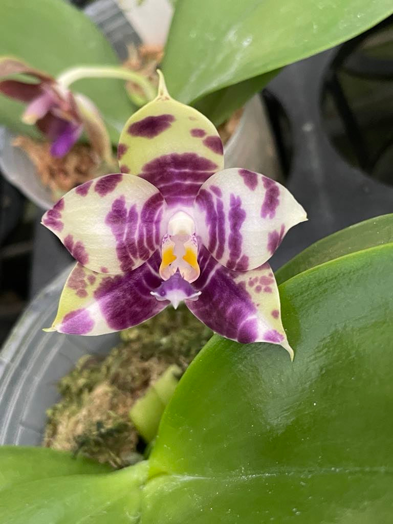 Phal. Mainshow Magic x Phal. Mituo Purple Dragon #1