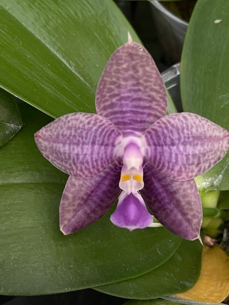 Phal. Mainshow Magic x Phal. Mituo Purple Dragon #1