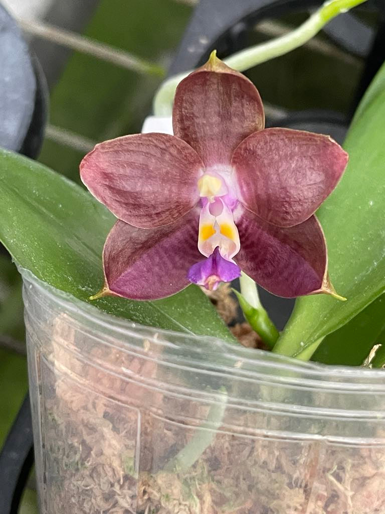 Phal. Mainshow Magic x Phal. Mituo Purple Dragon #1