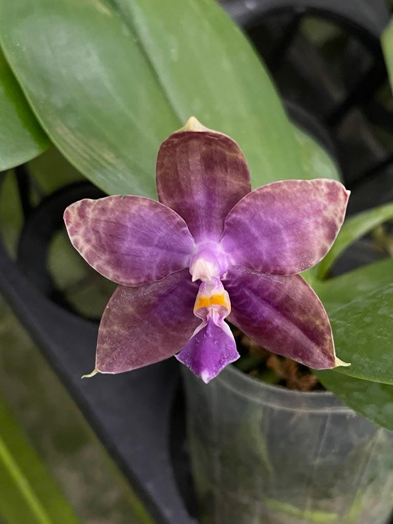 Phal. Mainshow Magic x Phal. Mituo Purple Dragon #1