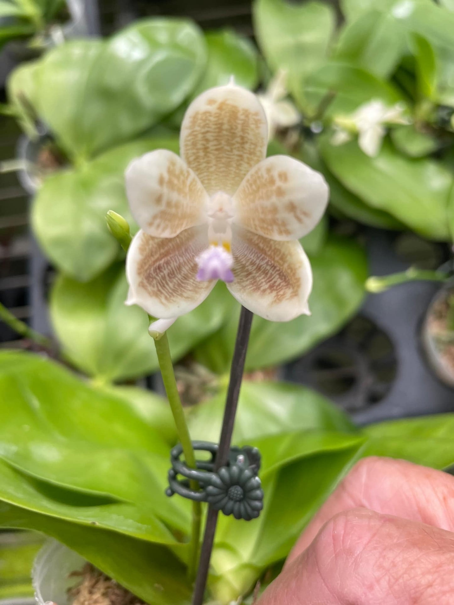 Phal. javanica blue lip x Phal. speciosa blue in spike