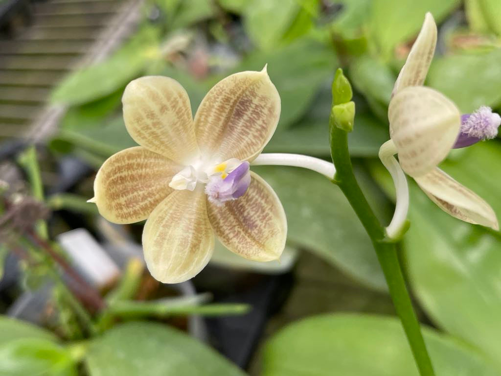 Phal. javanica blue lip x Phal. speciosa blue in spike