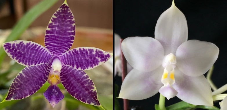 Compot-Phal. Mainshow Blue Tint x Phal. Mituo Purple Dragon #7