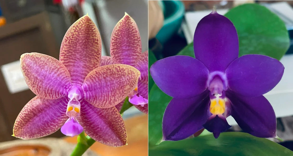 Compot - Phal. Mainshow Hiero x Phal. Lioulin Blue Eagle