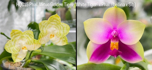 Phalaenopsis (Mituo Golden Tiger) fragrant seedlings with unique yellow-striped blooms and pink-lavender hybrid flowers. Ideal for orchid collectors.