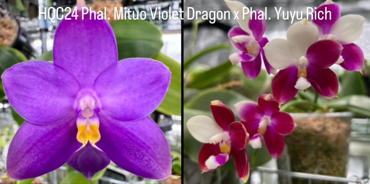 Purple Phalaenopsis orchid with vibrant petals