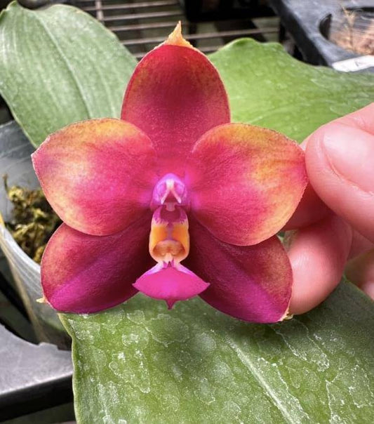 Phal. Mituo Obsidian 'Anmio'