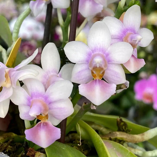 Phal. Evarise Blue Angel 'Violet'