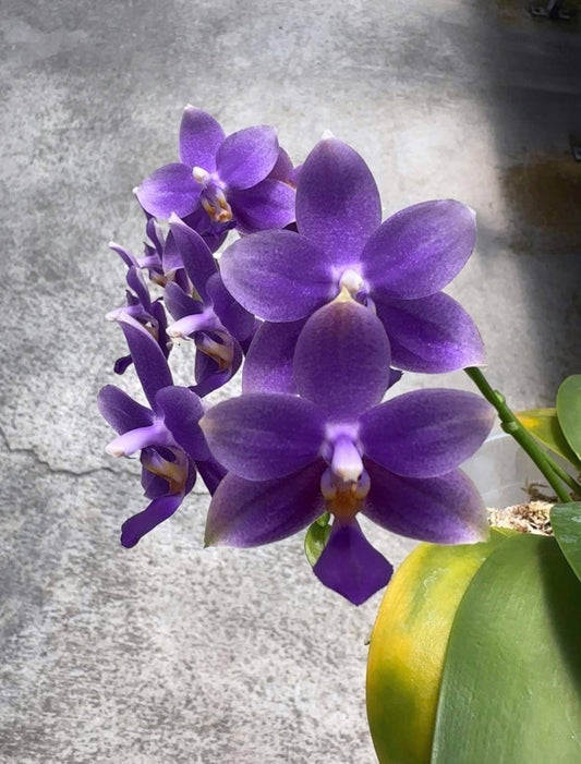 Phal. Louise Burns ‘FEIFAN’