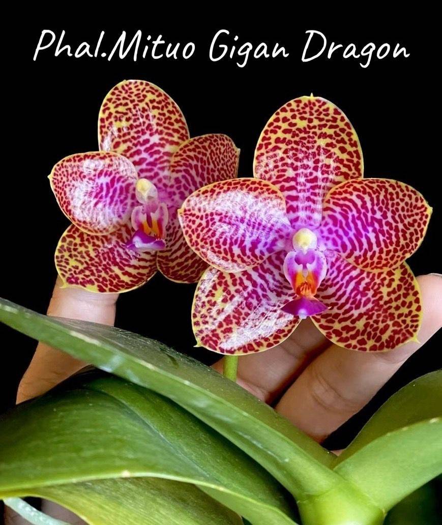 Phal. Mituo Gigan Dragon