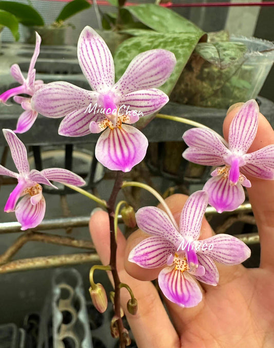 Phal. lindenii