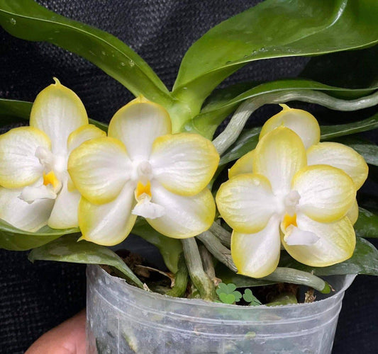 Phal. Yaphon Gelacea ‘Green’