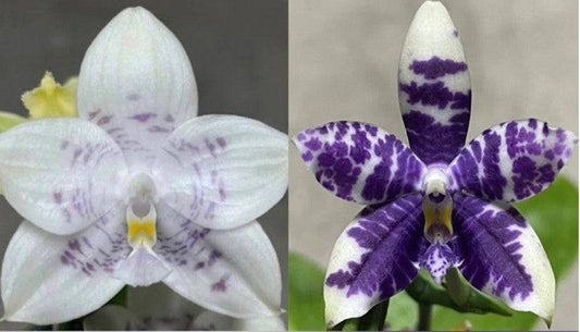 Phal. Jamboree Blossom x Lioulin Blue Parrot