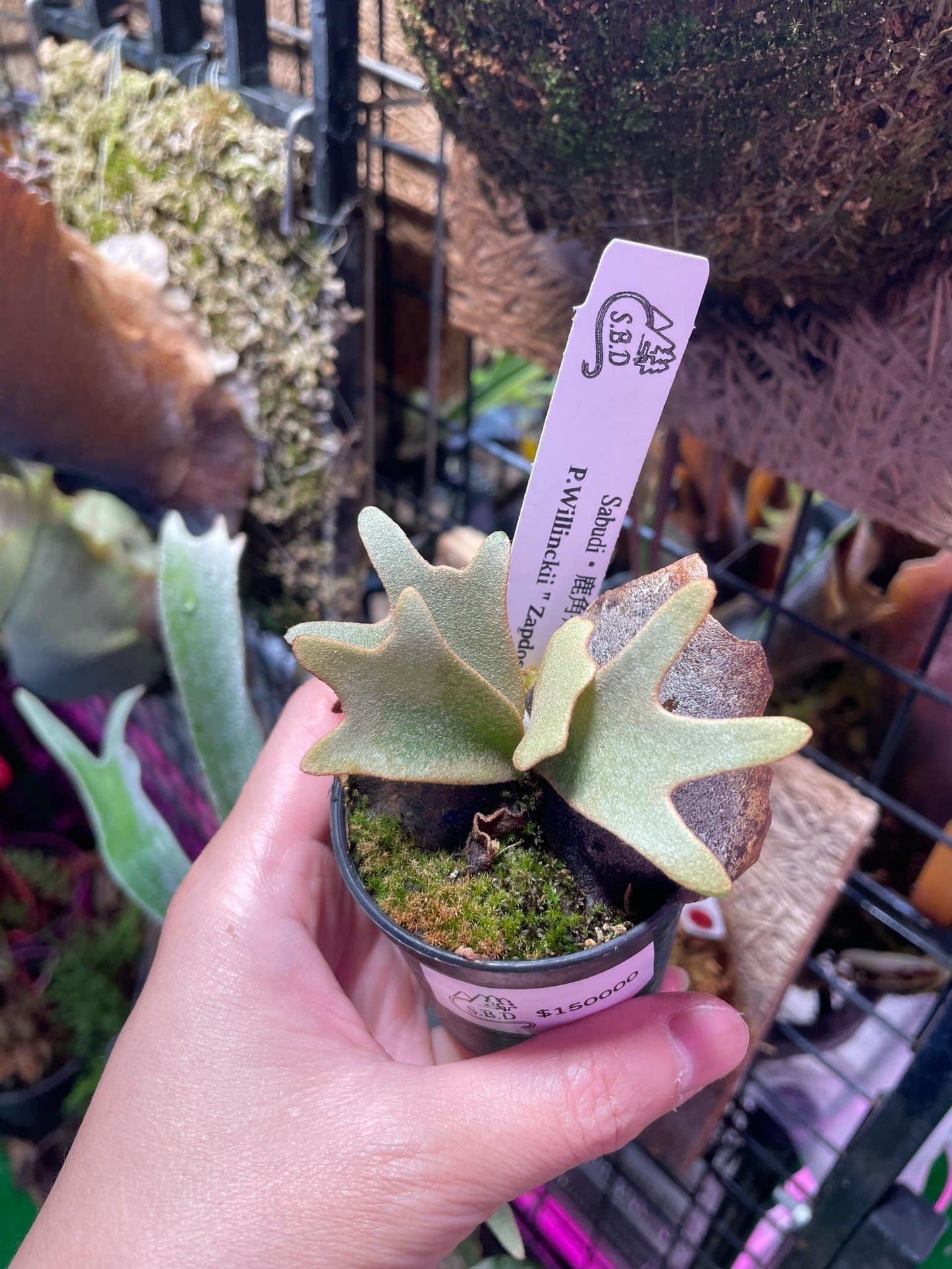 P. Willinckii “Zapdos”