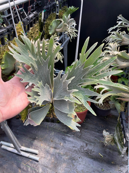 Platycerium Willinckii “Spur”Dwarf