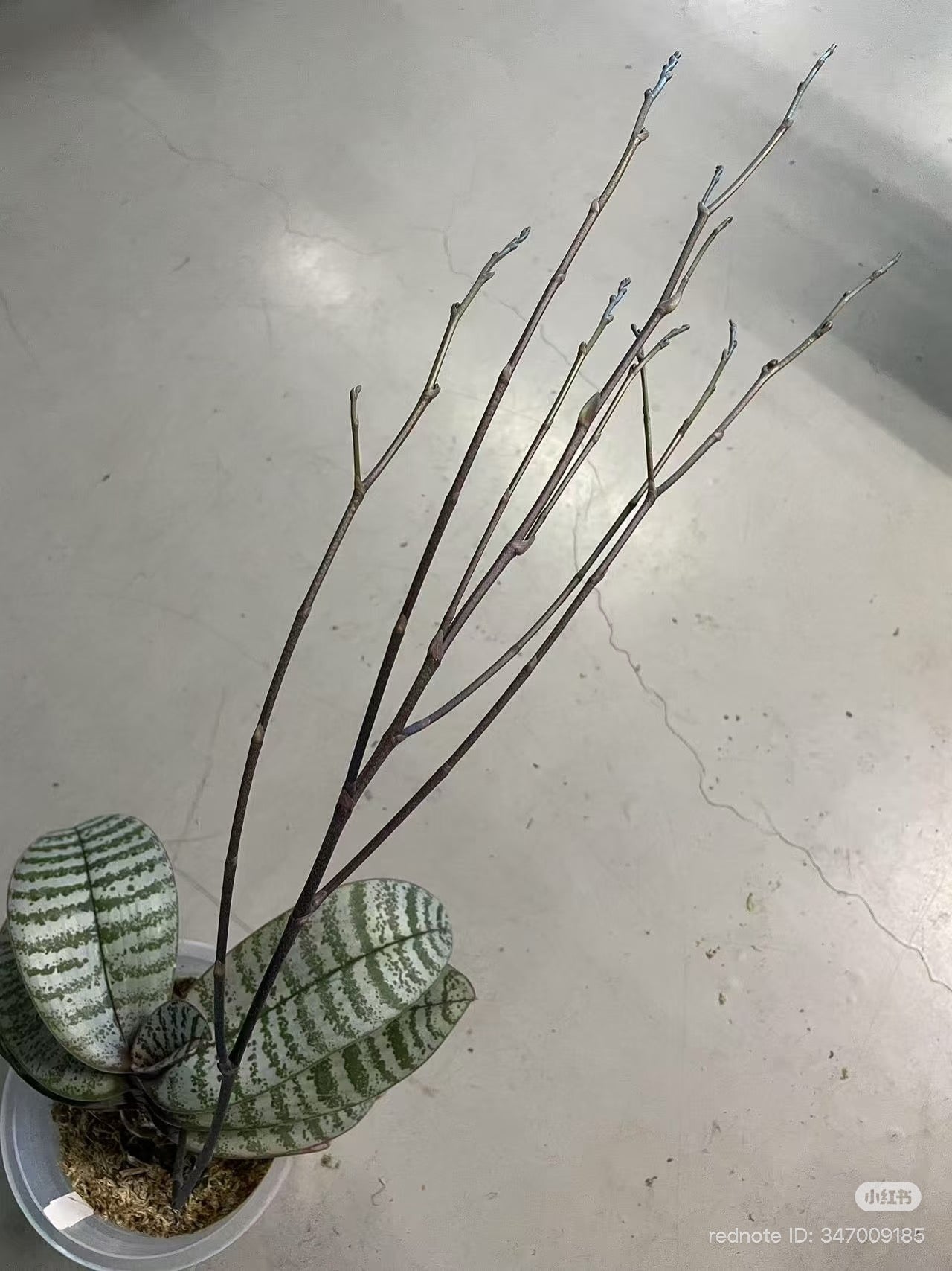 Phalaenopsis schilleriana ‘YL275’ with silvery mottled foliage and tall bare spikes, showcasing compact growth habit for orchid collectors.