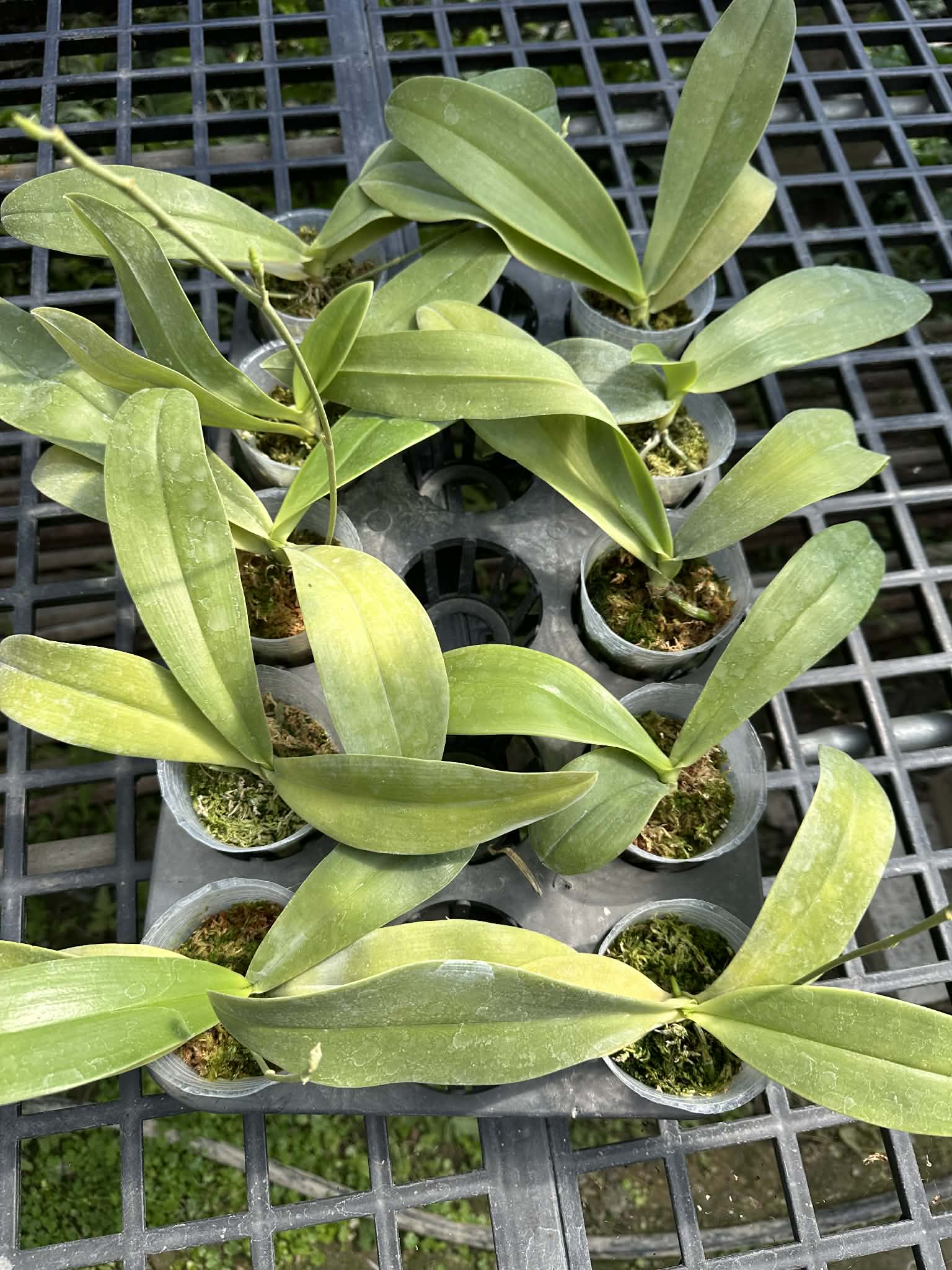 Young Phalaenopsis cochlearis x sib orchids in 2.5 inch pots with moss, perfect for indoor plant enthusiasts and rare orchid growers.