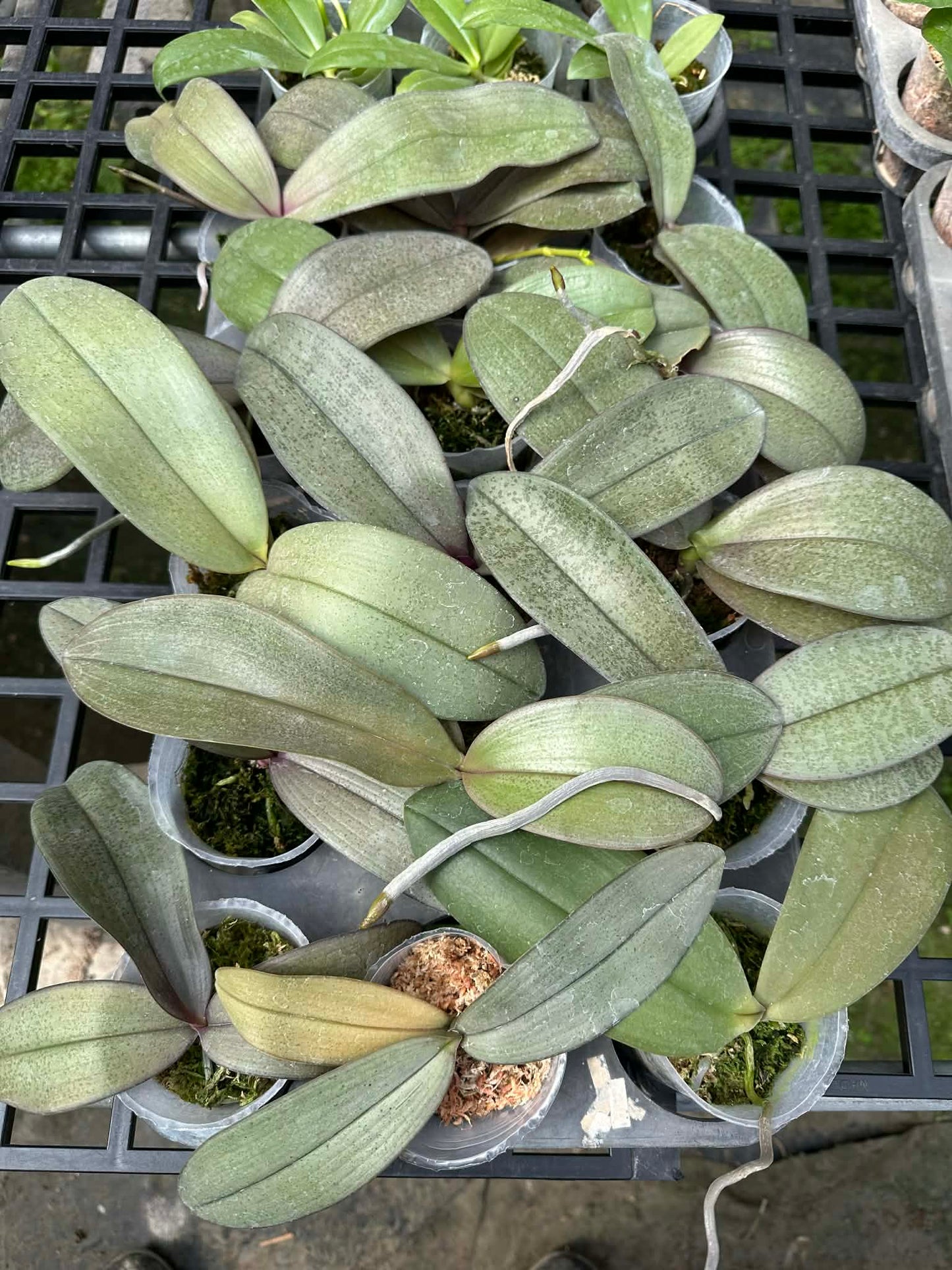 Fragrant Phalaenopsis Hybrid Seedlings - Unique Bloom Orchid showing healthy young orchid plants in 2.5-inch pots with broad, mottled leaves.