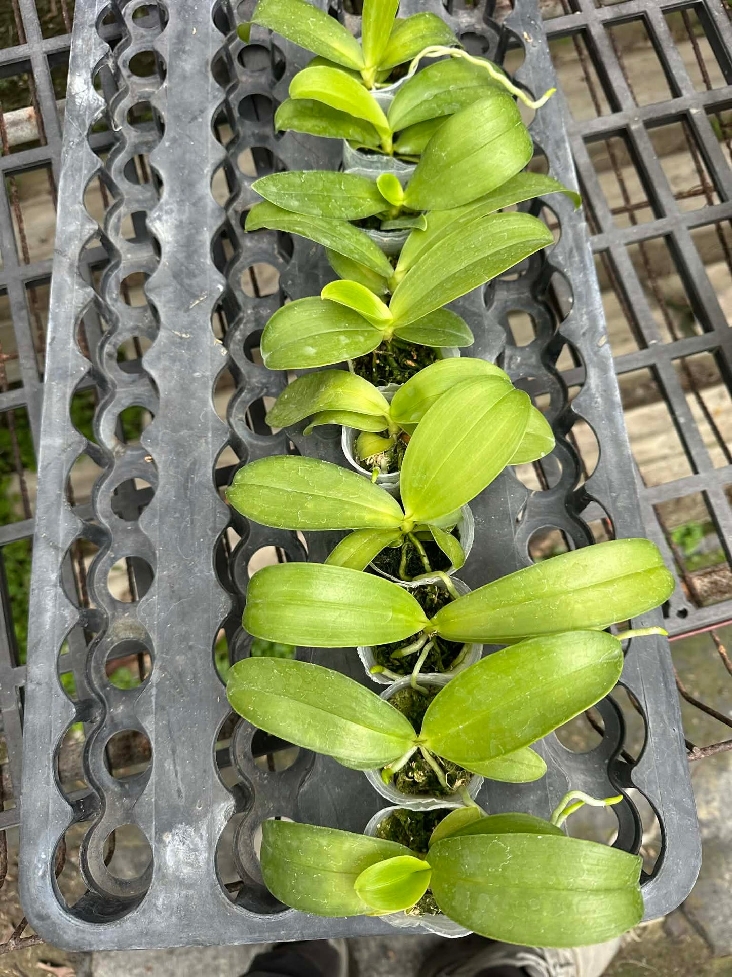 Phalaenopsis lueddemanniana coerulea x sib