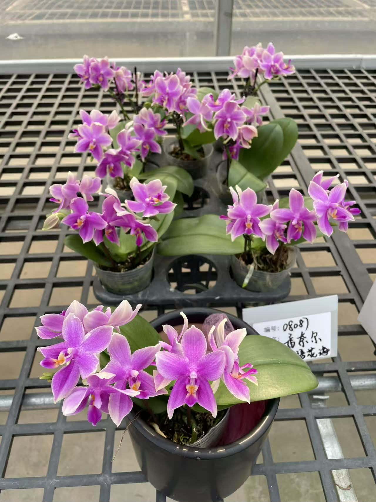Phalaenopsis Sanho Chanel orchid with vibrant deep blue-purple blooms and multi-spike growth, displayed in 2.5 inch pots on a greenhouse shelf.