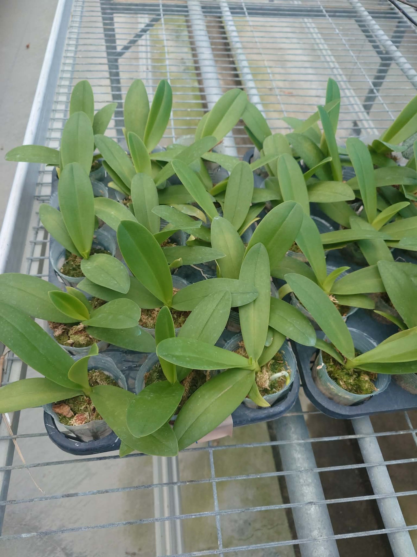 Phalaenopsis Summer Rose 'Blue Star'