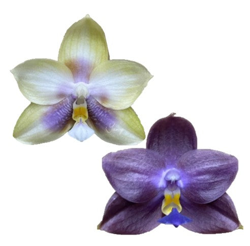 Purple and yellow novelty Phalaenopsis orchid flowers