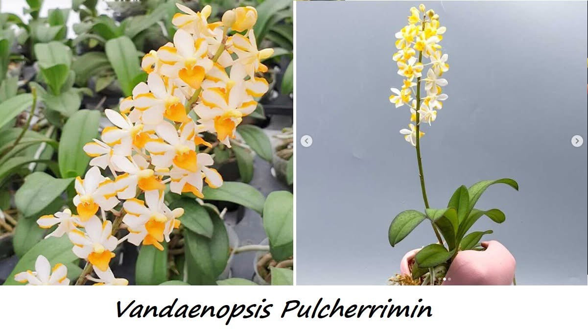 Vdnps Pulcherrimin Novelty Phalaenopsis orchid with yellow and white flowers